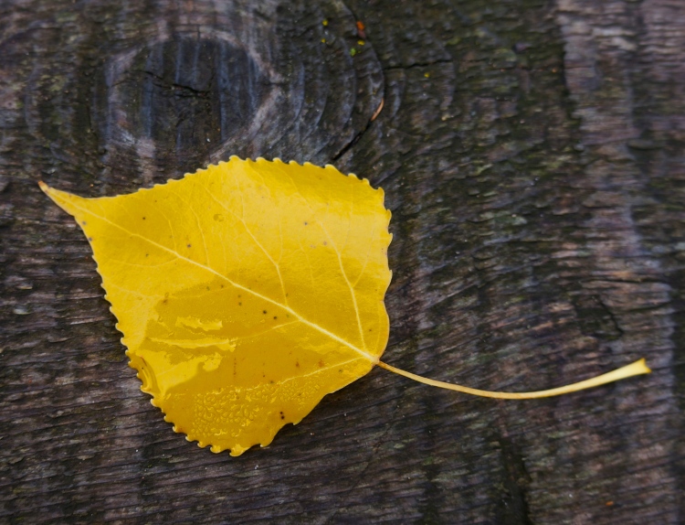 yellow leaf of fall - 2012 - Duluth